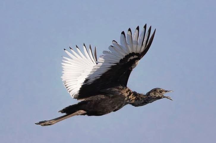 Bengal Florican