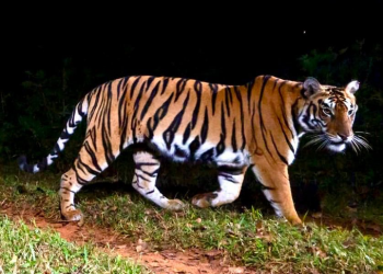 Tiger population