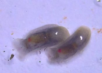 ZSI, Droupadi Murmu, Melanochlamys Droupadi