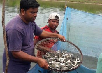 Odisha, Farmer, Ganjam, Berhampur, Fish