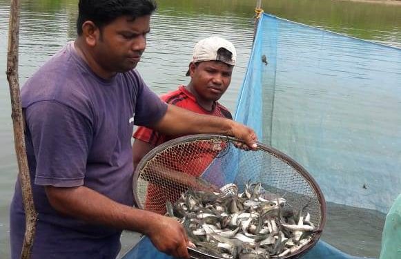 Odisha, Farmer, Ganjam, Berhampur, Fish