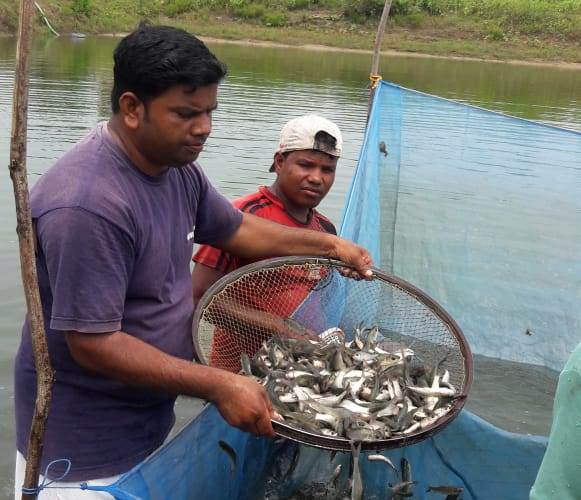 Odisha, Farmer, Ganjam, Berhampur, Fish