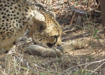 Cheetah Gamini gives birth to five cubs at MP's Kuno National Park; big cat count rises to 26