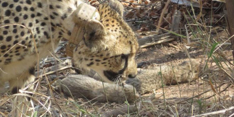Cheetah Gamini gives birth to five cubs at MP's Kuno National Park; big cat count rises to 26