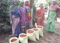 Koraput Coffee