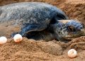 olive ridley