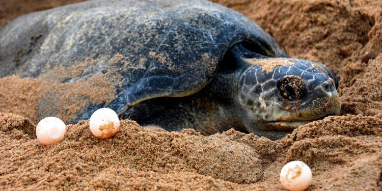 olive ridley