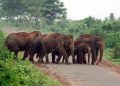 Villagers worried as elephant herd moves toward Nilgiri