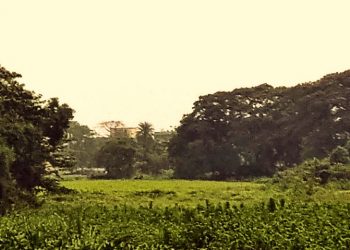 Odisha’s Gobari river