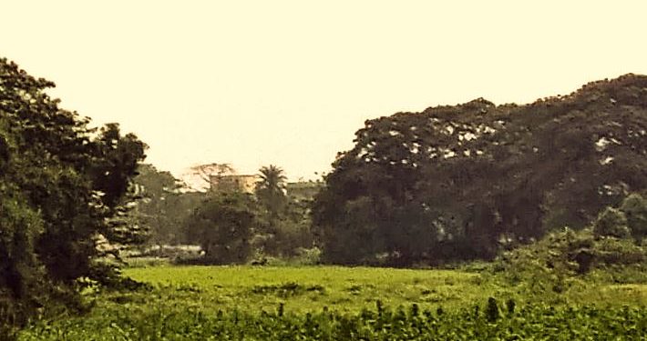 Odisha’s Gobari river