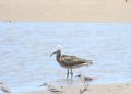 Tracking the Journey of Merlène A Whimbrel’s Incredible Migration across Continents