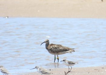Tracking the Journey of Merlène A Whimbrel’s Incredible Migration across Continents