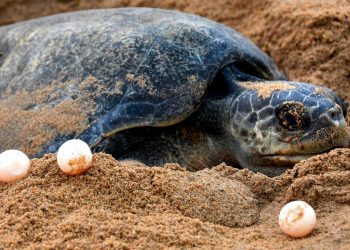 Olive Ridley Turtles