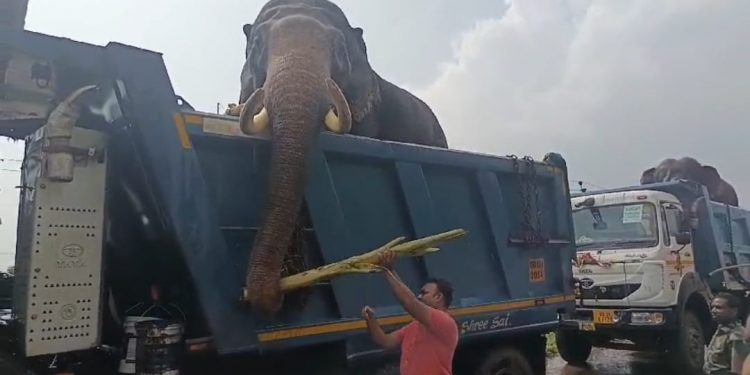 Elephant being shifted