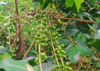 Daringbadi’s famed coffee garden on the wane