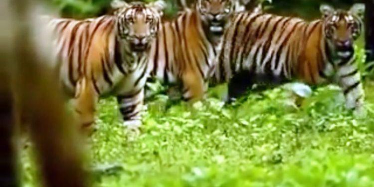 Similipal officially notified as national park under Wildlife Protection Act