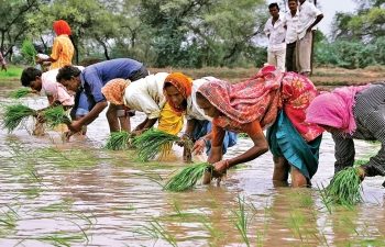 Agriculture, Rice, Economy