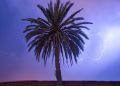 palm tree