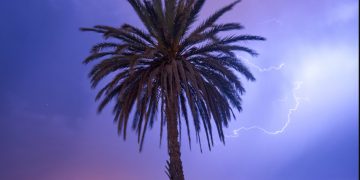 palm tree