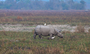 PM Modi reiterates govt's efforts to protect rhinos, urges people to visit Kaziranga