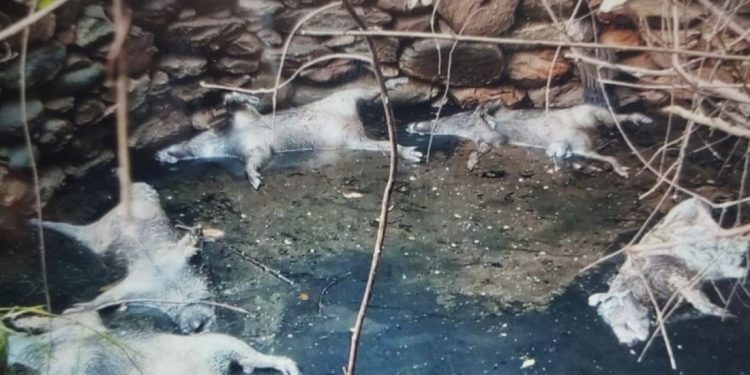 5 wild boars found dead in well