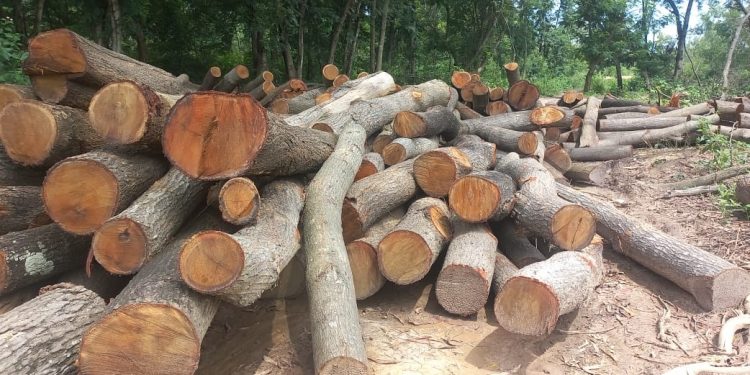 Cutting down of trees
