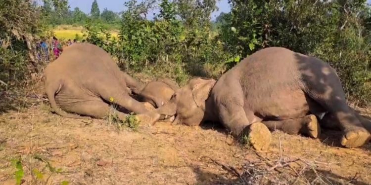 Jumbos