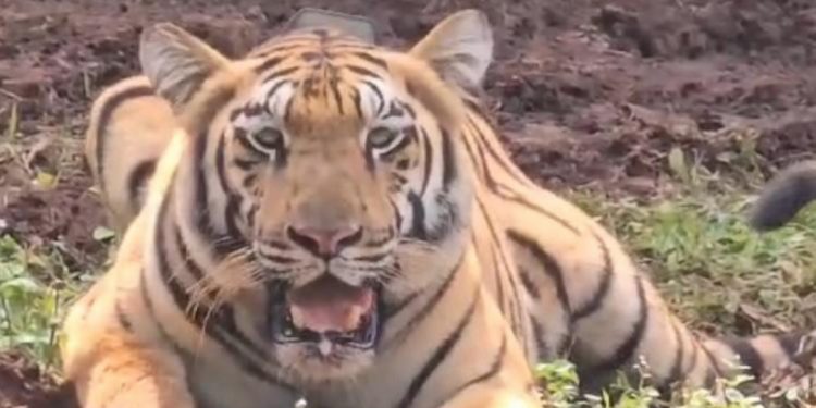 Tigress Jamuna - BARIPADA