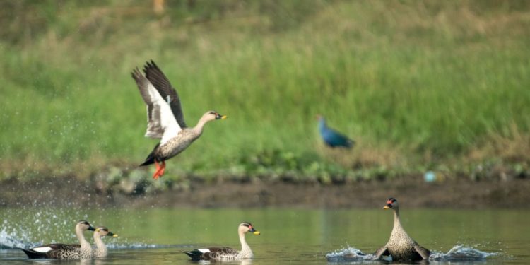 Migratory birds flock to Hirakud Wetland