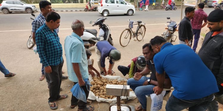 Potato supply