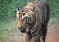 Tigress Zeenat