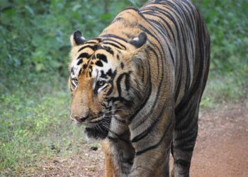 Tigress Zeenat