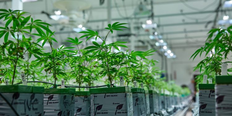 Is Bhubaneswar becoming a transit point for hydroponic weed?