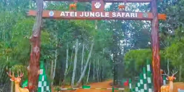 Jungle safari