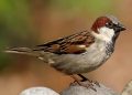 sparrow