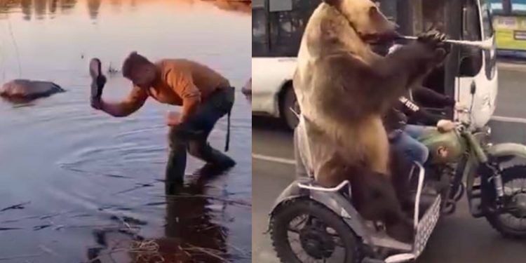 Catching fish with sandal, bear playing trumpet: viral videos