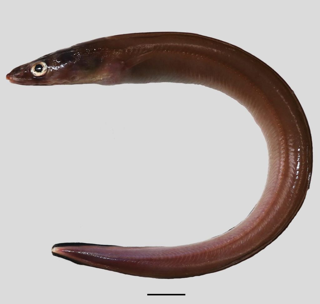 Fish species