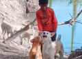 Watch viral video: Dogs were just barking, until this boy played referee!