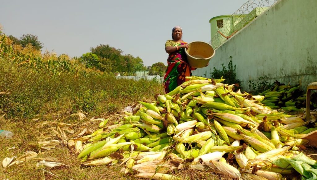 Odisha, Farmer, Kandhamal, Business