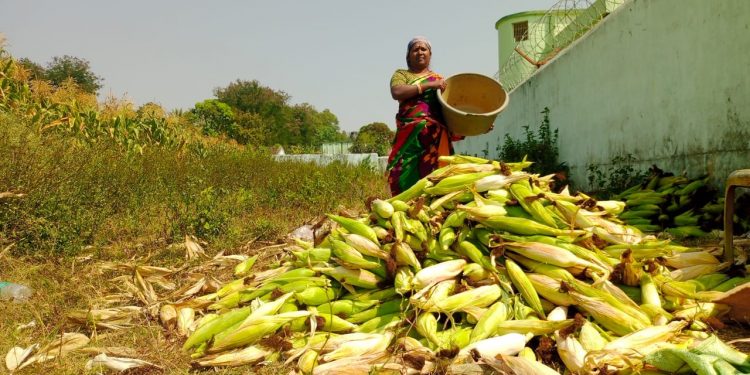 Odisha, Farmer, Kandhamal, Business