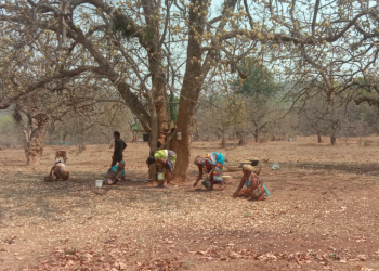 Tribals Mahua