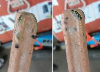 Frozen snake