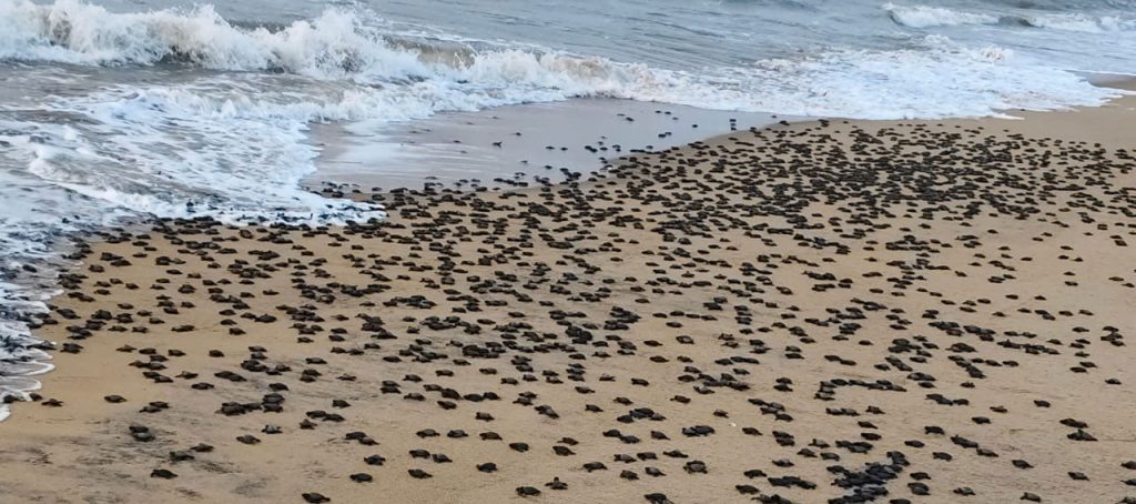 Olive Ridley hatchlings