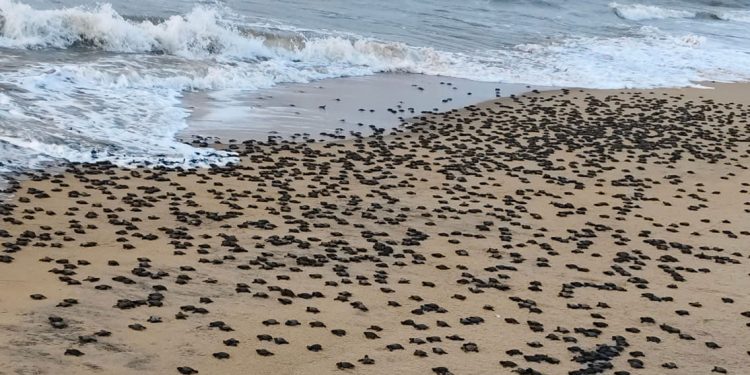 Olive Ridley hatchlings
