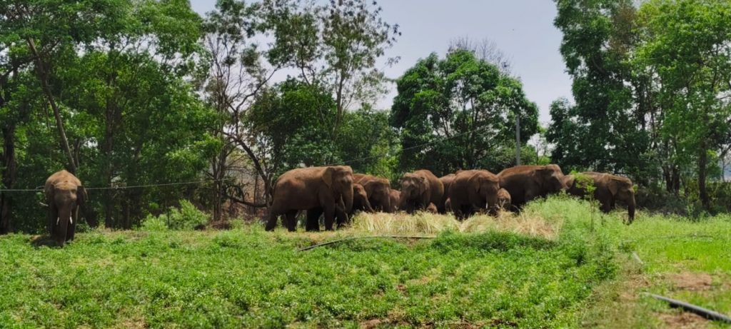 Elephant herd destroys crops, spreads panic in Keonjhar district