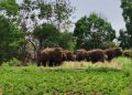 Elephant herd destroys crops, spreads panic in Keonjhar district