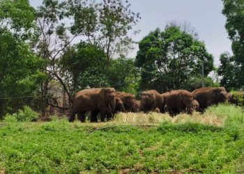 Elephant herd destroys crops, spreads panic in Keonjhar district