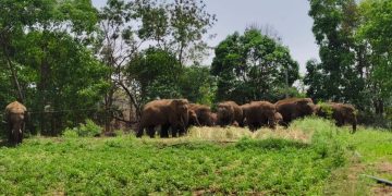 Elephant herd destroys crops, spreads panic in Keonjhar district
