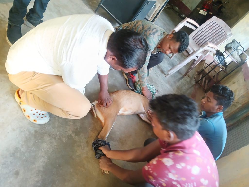 This wild creature mauled by dog in Odisha village!