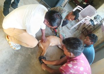 This wild creature mauled by dog in Odisha village!